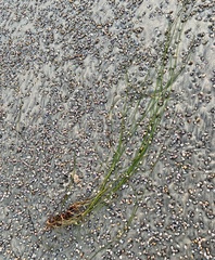 Zosteraceae