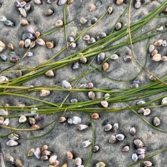Zosteraceae