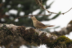 Phacellodomus rufifrons