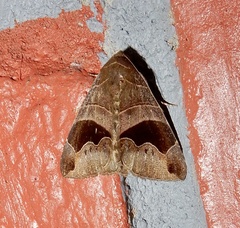 Bastilla joviana
