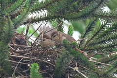 Phacellodomus rufifrons