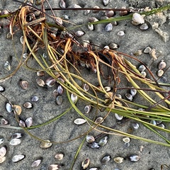 Zosteraceae