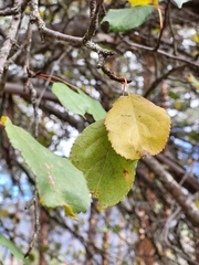 Malus sylvestris