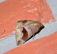 Bastilla joviana