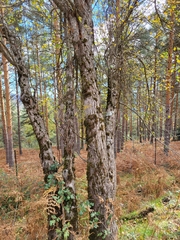 Malus sylvestris