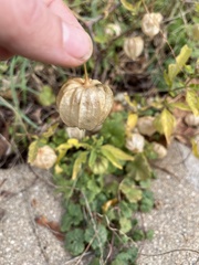 Physalis