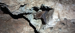 Myotis chiloensis