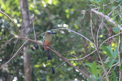 Eumomota superciliosa