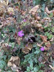 Geranium robertianum
