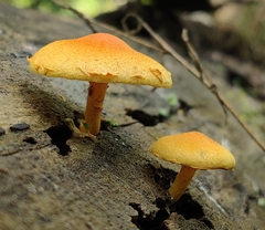 Pholiota subsulphurea