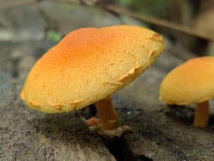 Pholiota subsulphurea