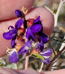 Psorothamnus fremontii