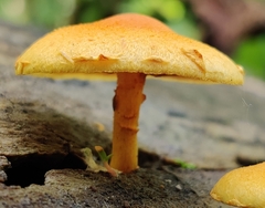 Pholiota subsulphurea