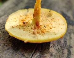 Pholiota subsulphurea