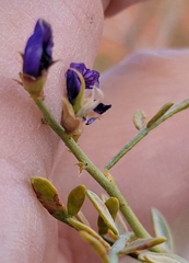 Psorothamnus fremontii