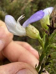 Psoralea