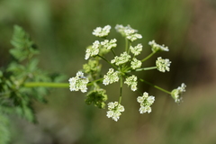 Conium maculatum