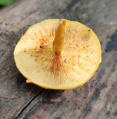 Pholiota subsulphurea