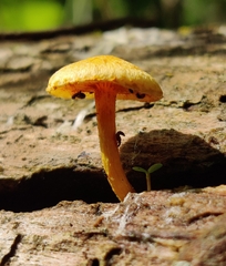 Pholiota subsulphurea