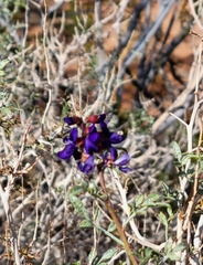 Psorothamnus fremontii