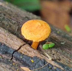 Pholiota subsulphurea