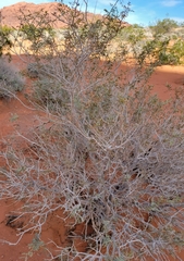 Psorothamnus fremontii