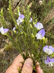 Psoralea