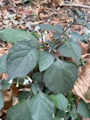 Solanum nigrum