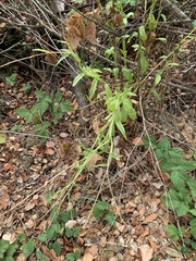 Helenium puberulum