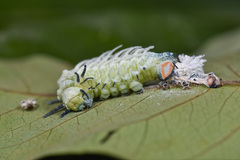 Attacus atlas