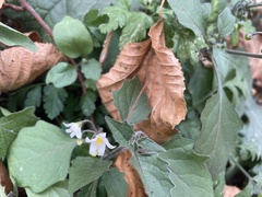 Solanum nigrum