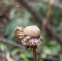 Helenium puberulum