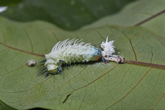 Attacus atlas