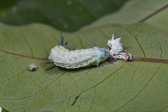 Attacus atlas