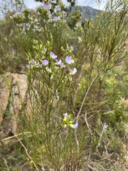 Psoralea