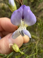Psoralea