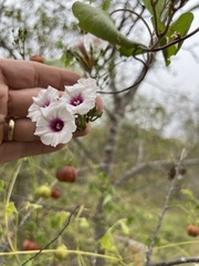 Ipomoea amnicola