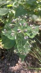 Peteravenia malvifolia