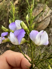 Psoralea