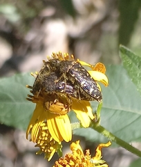 Acmaeodera flavopicta