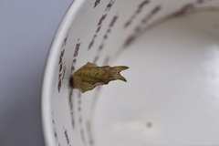Papilio protenor