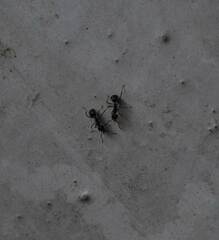 Dolichoderus thoracicus