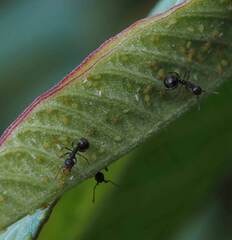 Dolichoderus thoracicus