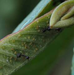 Dolichoderus thoracicus