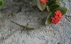 Anolis dominicensis