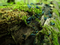 Chlorociboria aeruginascens
