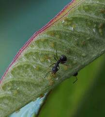 Dolichoderus thoracicus