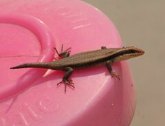 Trachylepis wahlbergii