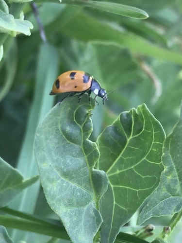 Transverse Lady Beetle photo 6