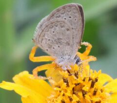 Zizeeria knysna knysna